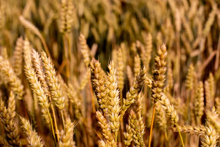 Wheat